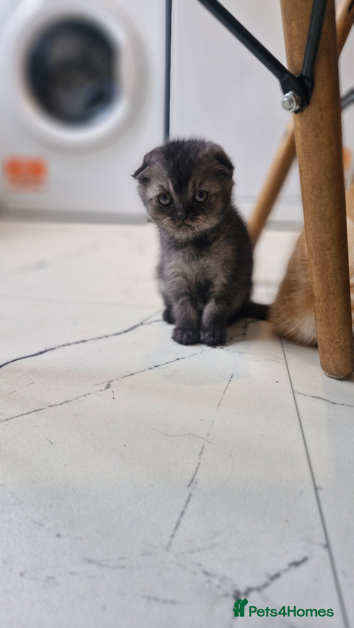 Scottish Fold cats Scottish Fold Kittens READY FOR NEW HOMES  - Advert 7