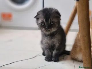 Scottish Fold cats Scottish Fold Kittens READY FOR NEW HOMES - Advert 7