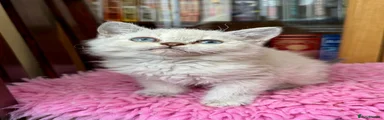 Selkirk Rex 1