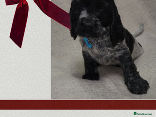 Cocker Spaniel dogs Show type unique markings cocker spaniel puppies - Advert 3