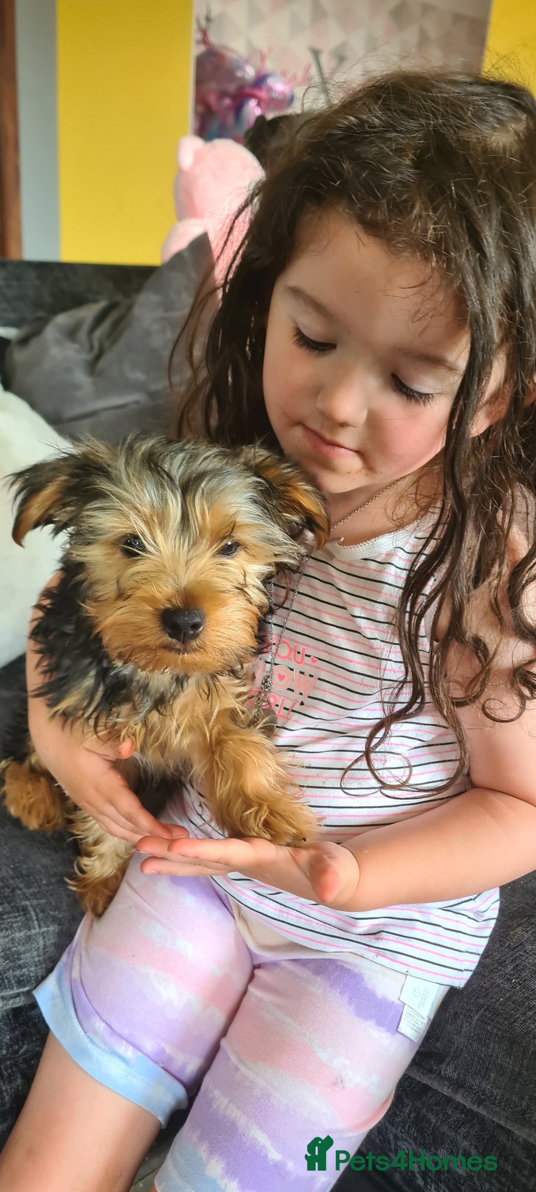 Yorkshire Terrier dogs for sale: Sweet natured boys - Image 11
