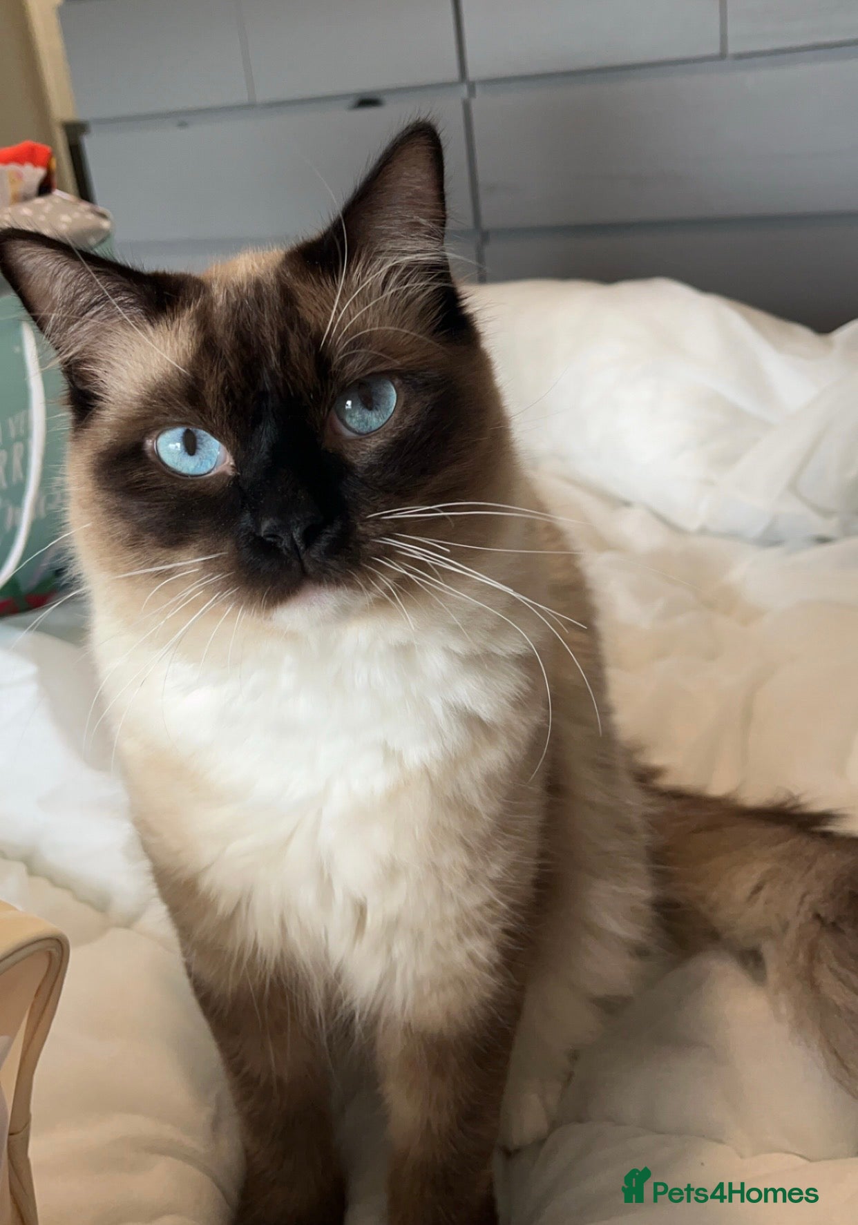 Ragdoll cats Male ragdoll for sale indoor cat - Advert 5