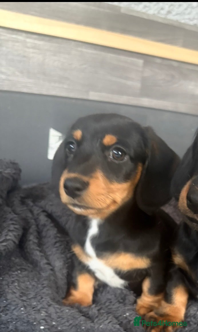Miniature Dachshund dogs Miniature Dachshund Girl  - Advert 20