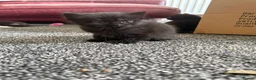 Bombay cats for sale: Beautiful Bombay x BSH Tuxedo Kittens - Advert 11