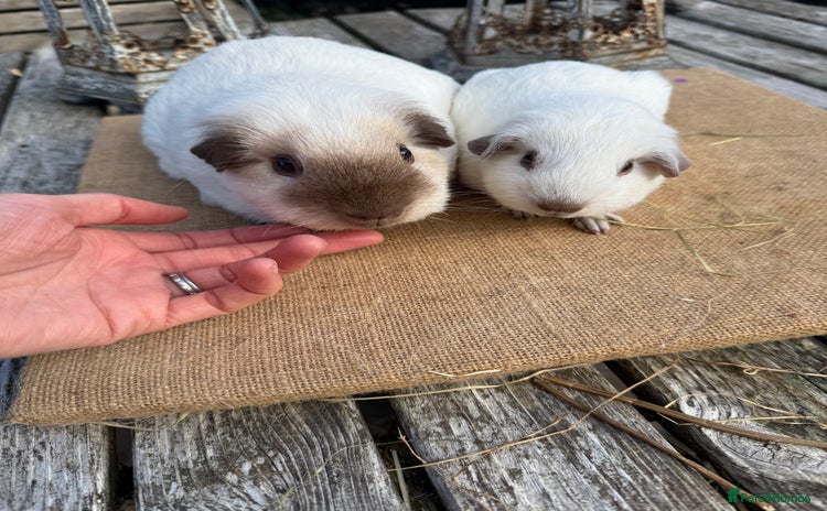 Guinea Pig rodents - Advert 2