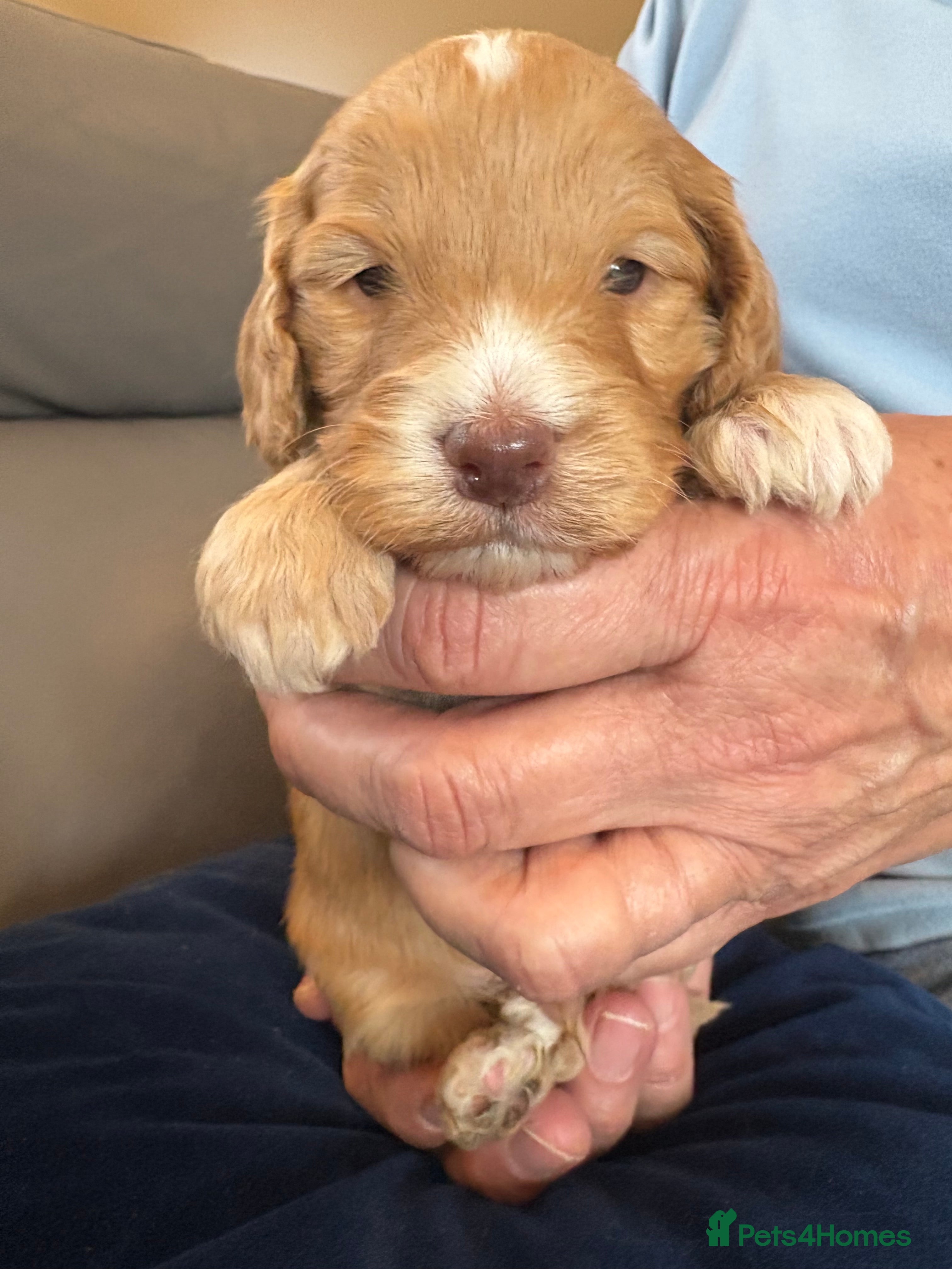 Cockapoo dogs Most Beautiful litter F1 Cockapoo puppies  - Advert 14