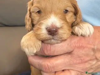 Cockapoo dogs Most Beautiful litter F1 Cockapoo puppies - Advert 14