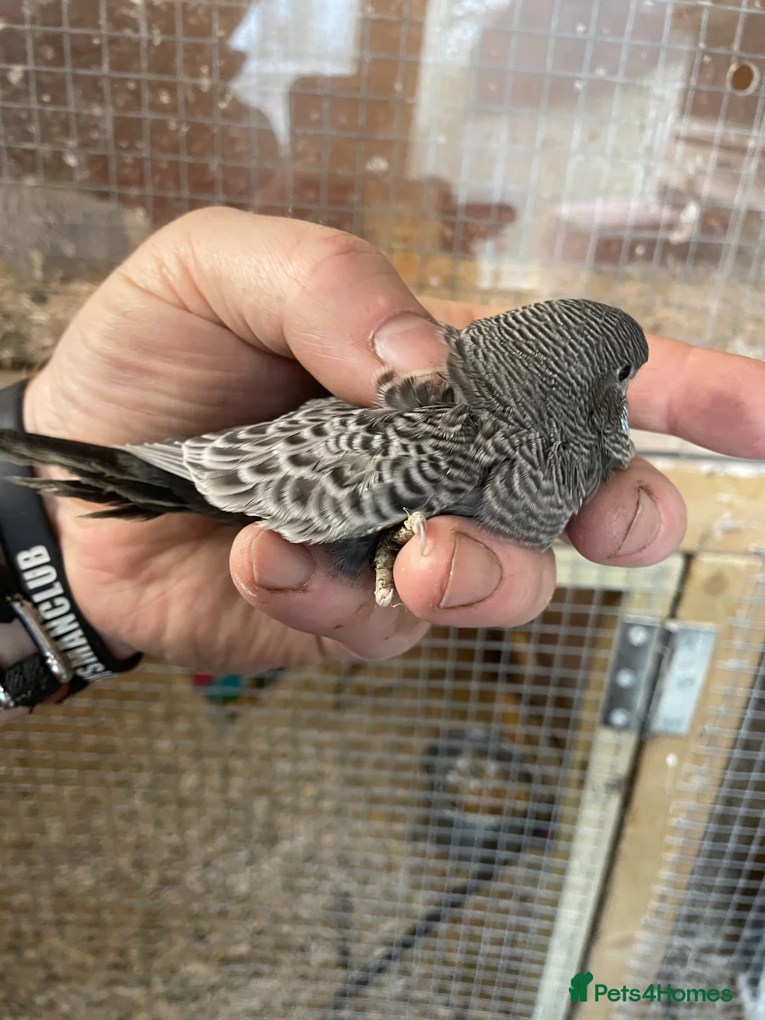 Budgerigars birds for sale: Blackface /Blackwing Budgie - Advert 4