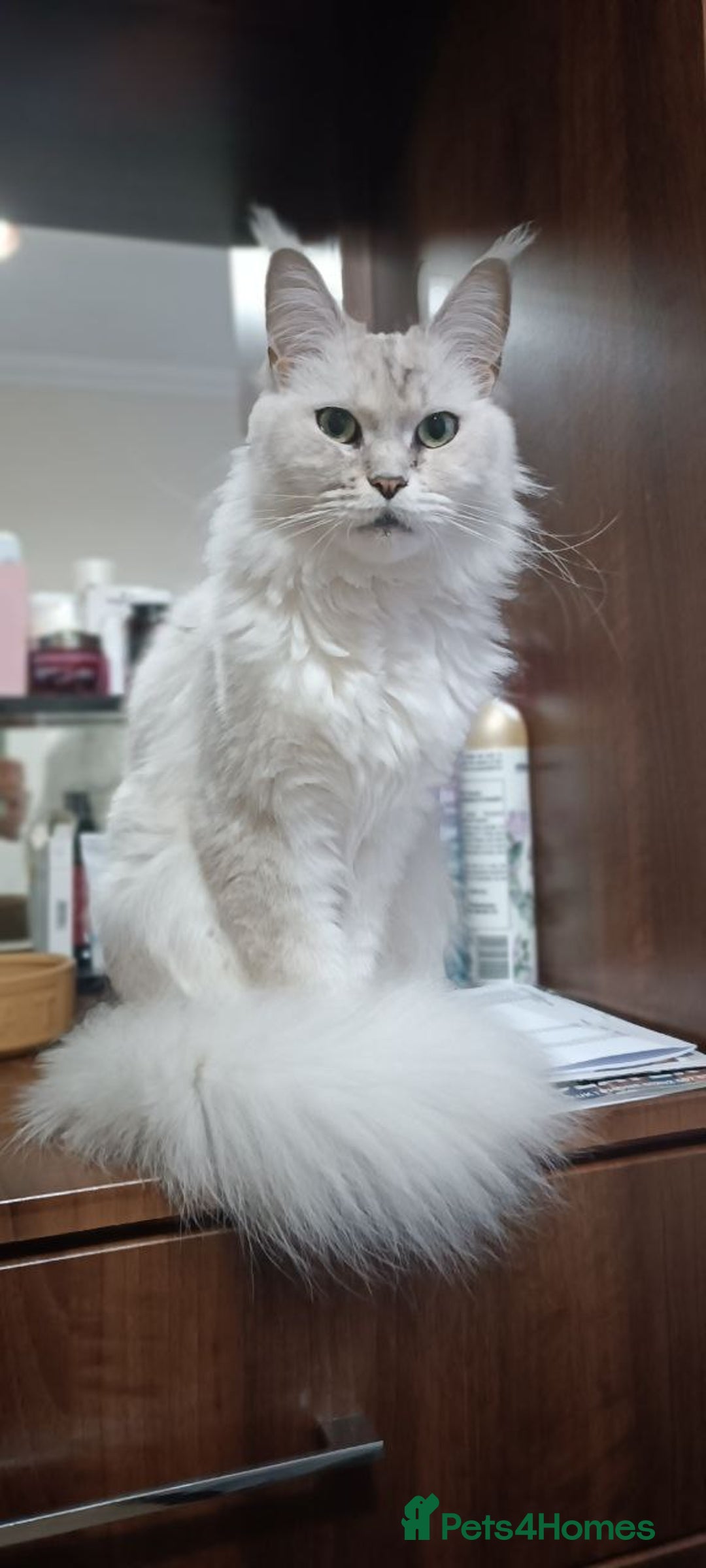 Maine Coon cats for sale: 🌟 Maine Coon Kittens Looking for Loving Homes 🌟 - Image 11