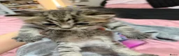 Mixed Breed cats for sale: Beautiful BSH × Siberian Kittens🤍 in Oldham - Advert 2
