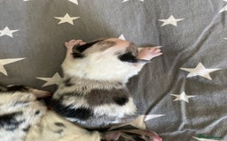 Australian Shepherd dogs for sale: Australian Shepherd puppies - Image 7