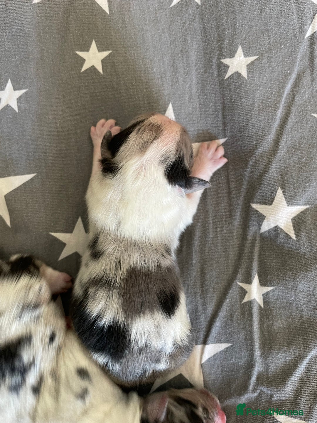 Australian Shepherd dogs for sale: Australian Shepherd puppies - Image 7