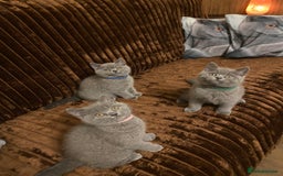 British Shorthair cats for sale: ❤️GCCF❤️ONE GIRL LEFT❤️READY❤️ BRITISH SHORTHAIR❤️ - Image 1