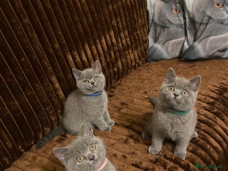 British Shorthair cats - Advert 7