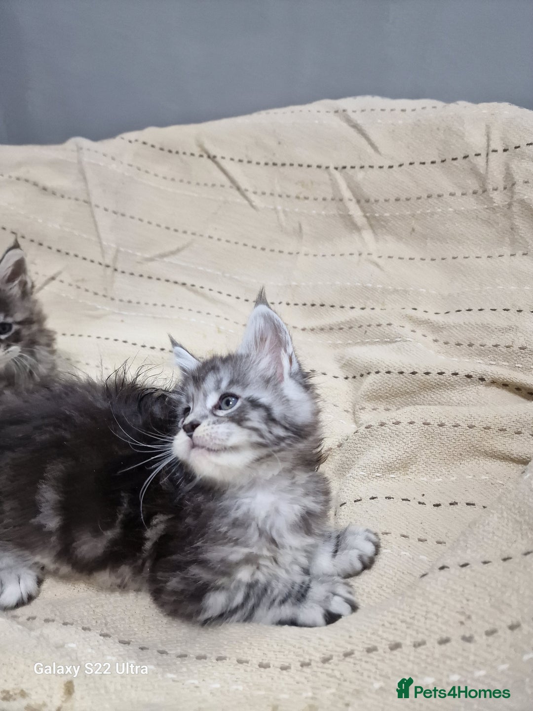 Maine Coon cats for sale: Pure Makne coon - Advert 35