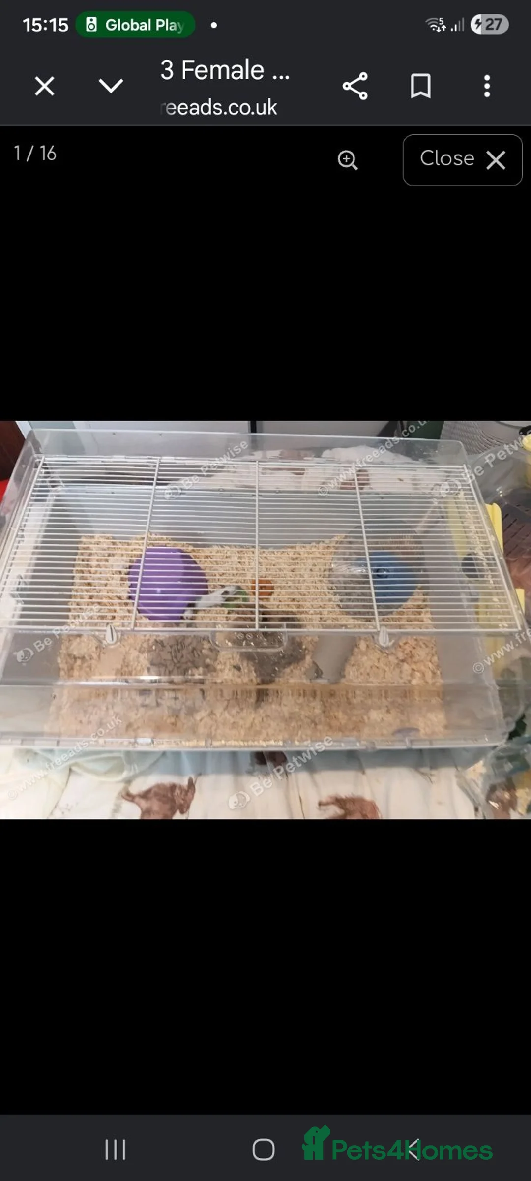 Mouse rodents for sale: 3 female mouse Siamese and cage  - Advert 1