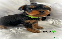 Yorkshire Terrier dogs for sale: Pedigree Yorkshire Puppies - Image 8