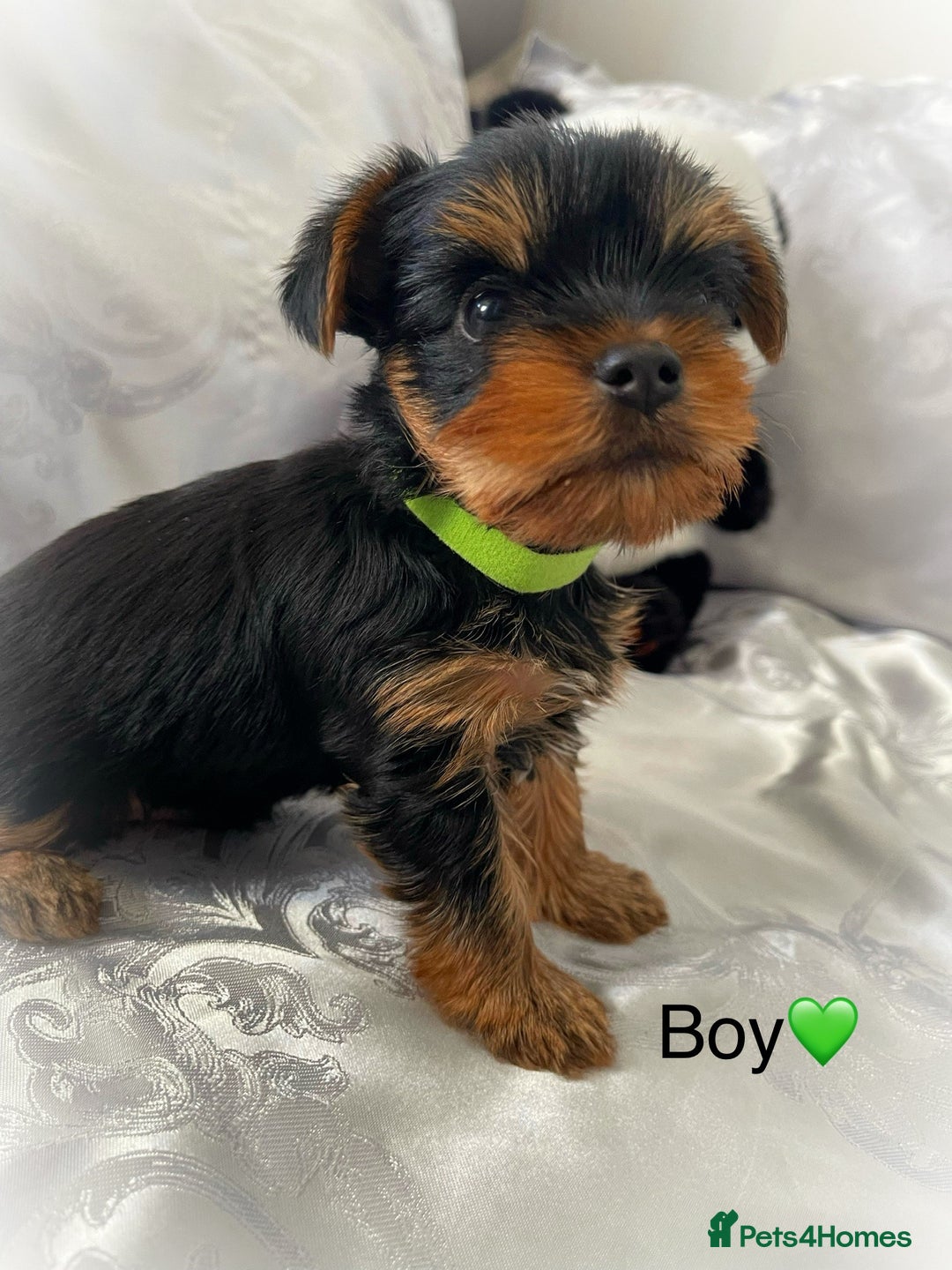 Yorkshire Terrier dogs for sale: Pedigree Yorkshire Puppies - Image 8