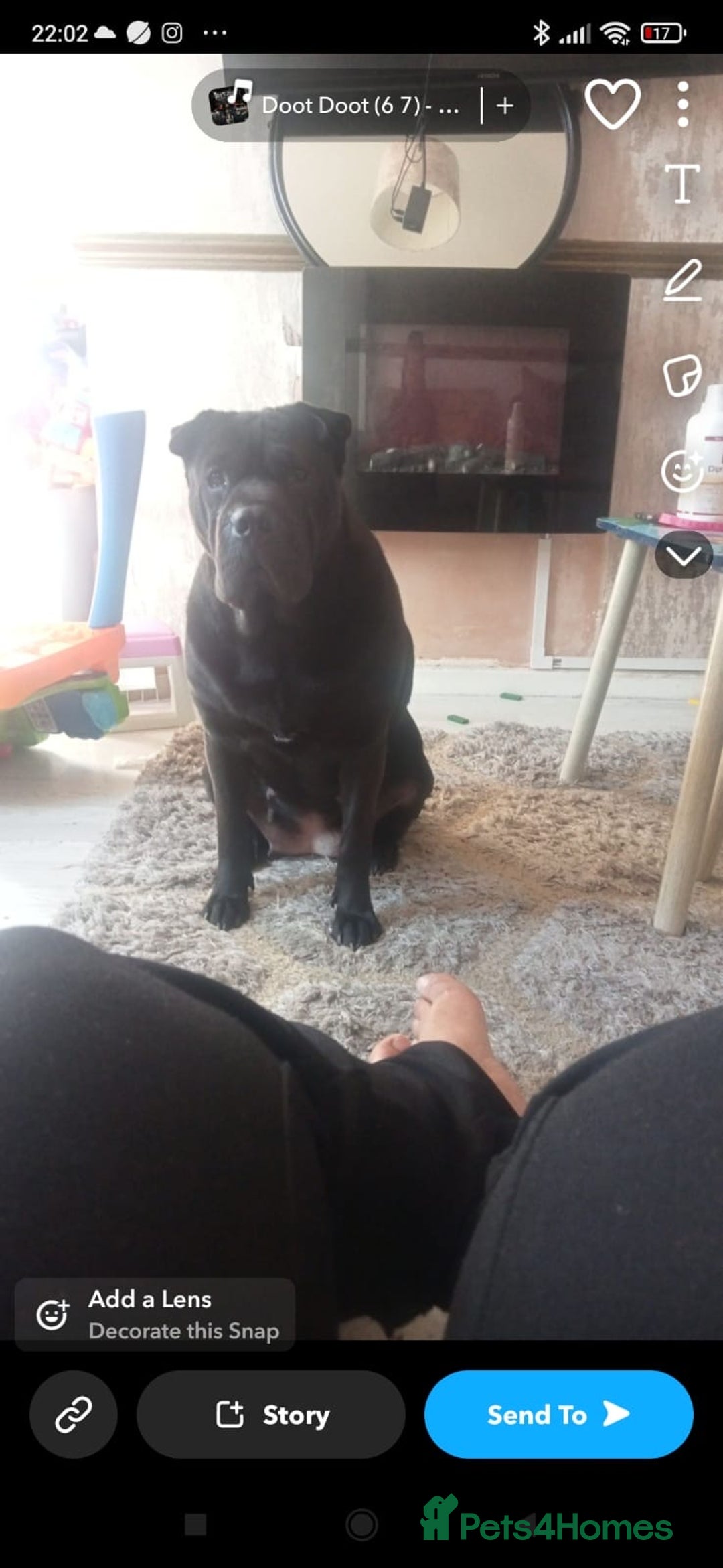 Mixed Breed dogs for sale: Beautiful Shar-Pei x Cocker Spaniel pup - Advert 4