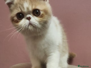 Exotic cats LAST VERY LOVING BOY LOOKING FOR HIS FOREVER HOME - Advert 3