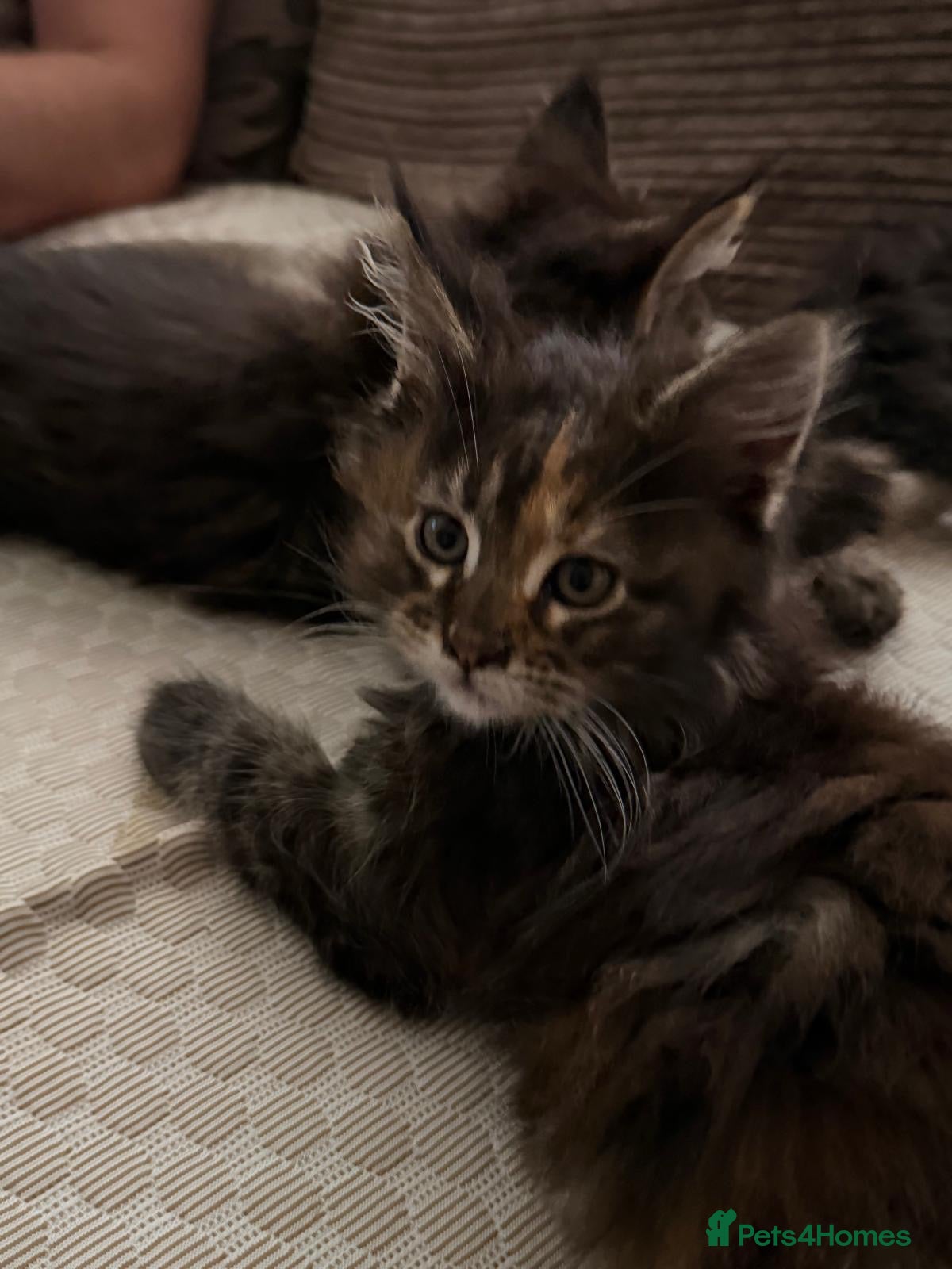 Maine Coon cats Pure breed Maine coon kittens for sale - Advert 2