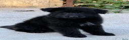 German Shepherd dogs for sale: LONG HAIR GERMAN SHEPHERD PUPPIES, TOP BLOODLINES - Advert 6