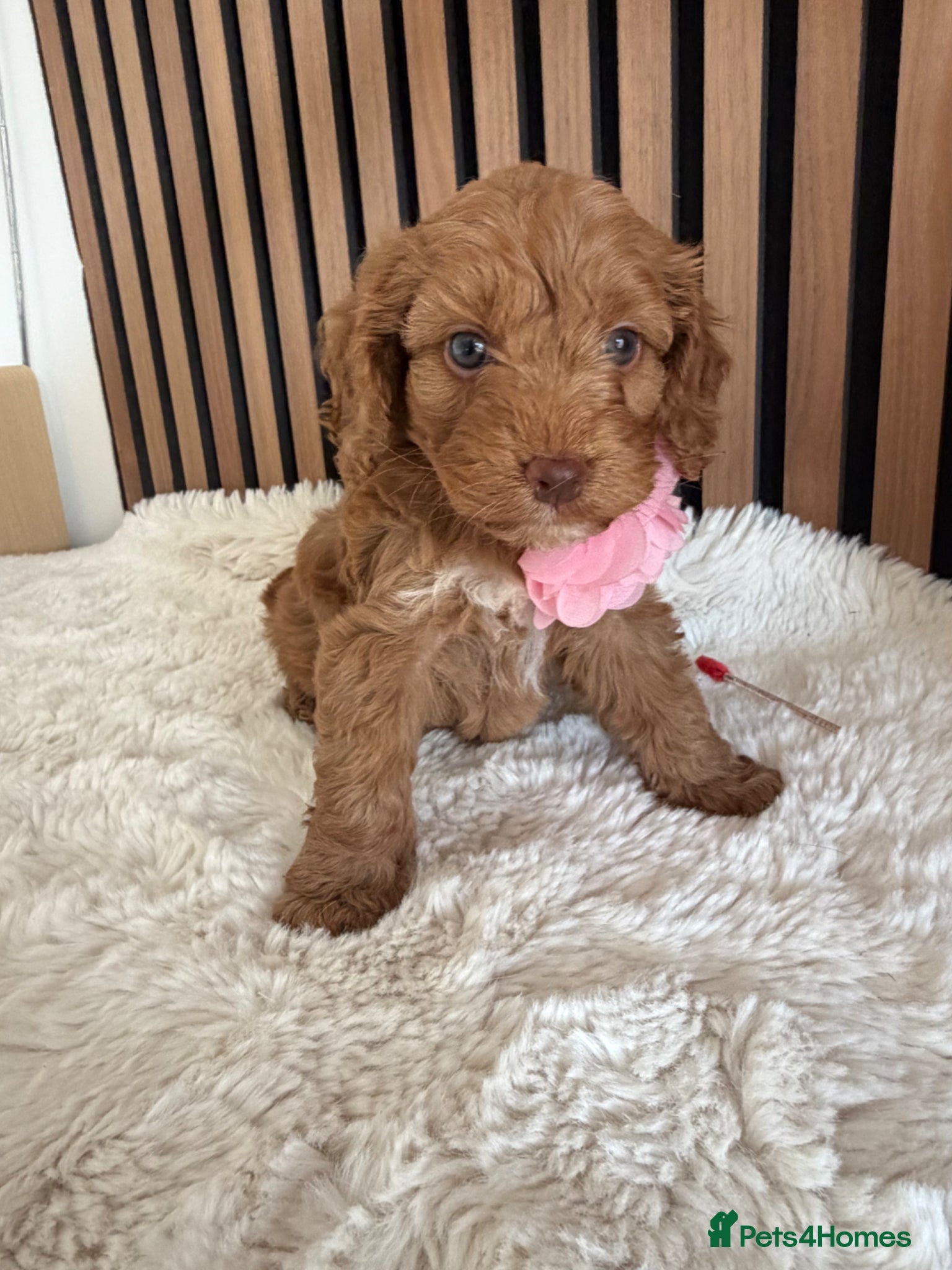 Cockapoo dogs Stunning  F1 Cockapoos PRA Clear Pedigree Parents - Advert 5