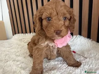 Cockapoo dogs Stunning F1 Cockapoos PRA Clear Pedigree Parents - Advert 5