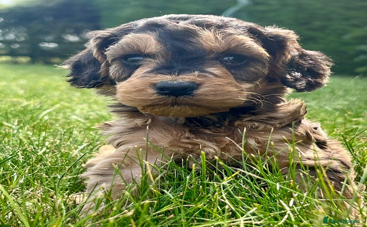 Cockapoo dogs - Advert 14