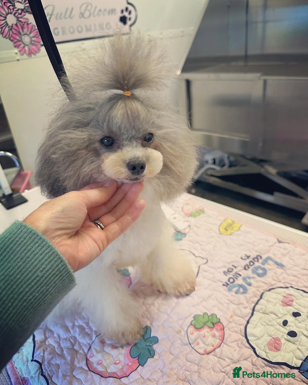 Toy Poodle dogs for stud: 7.5inch Toy HEALTH TESTED ASIAN IMPORT in Guildford - Advert 10