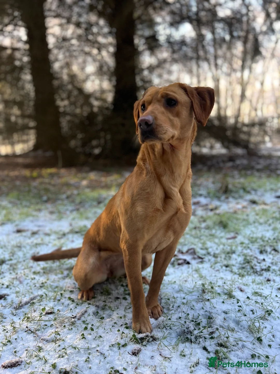 Labrador Retriever dogs for sale: Exceptional Fox Red Labrador Puppies - Advert 7