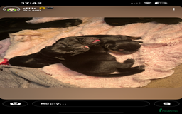 Mixed Breed dogs for sale: Corso weilers  - Image 6