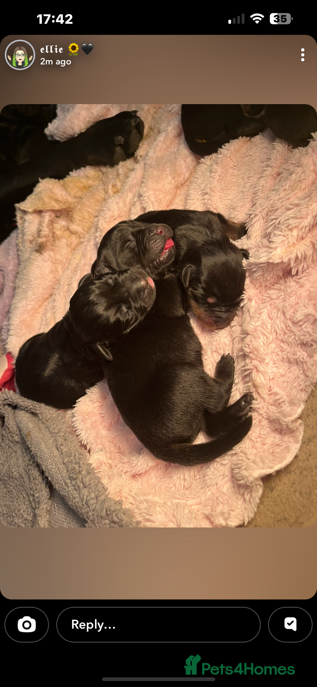 Mixed Breed dogs for sale: Corso weilers  - Image 6