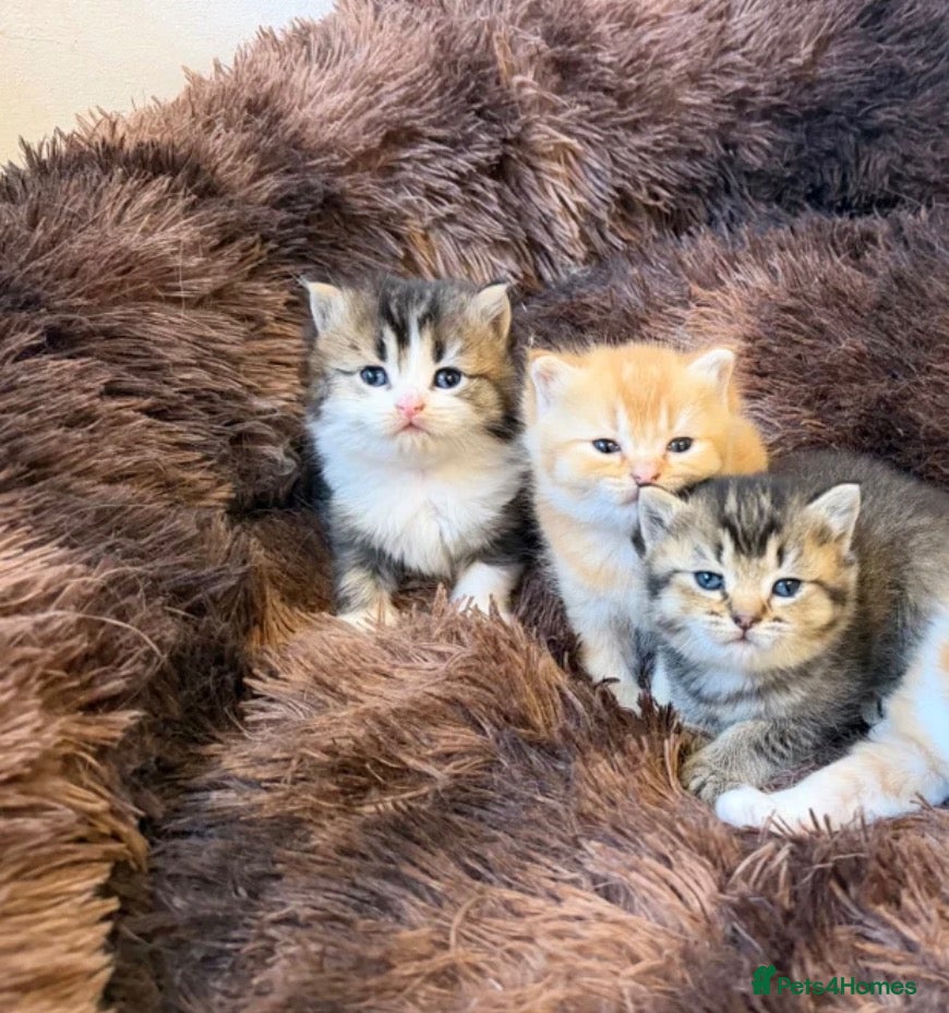 British Longhair cats for sale: 4 Gorgeous Fluffy Kittens Ginger Boys Tabby Girls - Advert 17