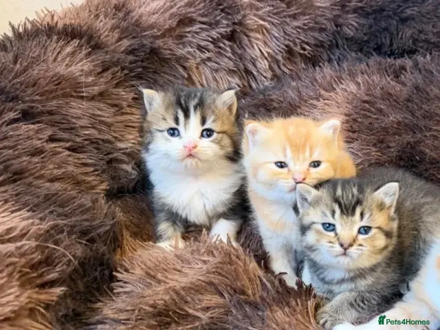 British Longhair cats for sale: 4 Gorgeous Fluffy Kittens Ginger Boys Tabby Girls - Advert 17