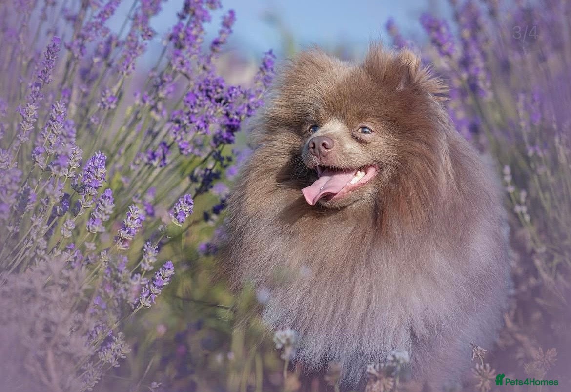 Pomeranian dogs Stunning Lilac KC Registered Pomeranian in Glasgow - Advert 10