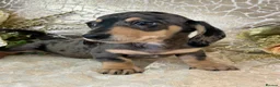 Miniature Dachshund dogs for sale: KC Smooth Coat Miniature Dachshunds - Advert 13