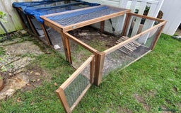 Mini Lop rabbits for sale: Mini lops for sale  - Image 12