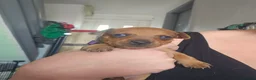 Miniature Pinscher dogs for sale: Adorable miniature pinscher puppies  - Advert 21