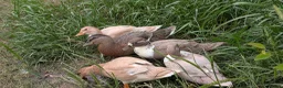 Ducks poultry for sale: Call Ducks For Sale in Attleborough - Advert 2