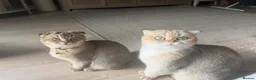 British Shorthair cats for sale: Gorgeous kittens  - Advert 3