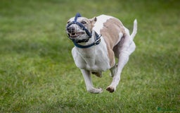 Whippet dogs for stud: Beautiful Whippet Dodger for STUD | Unproven - Image 6