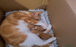 Domestic Shorthair cats for sale: Beautiful Ginger Kittens  - Image 7