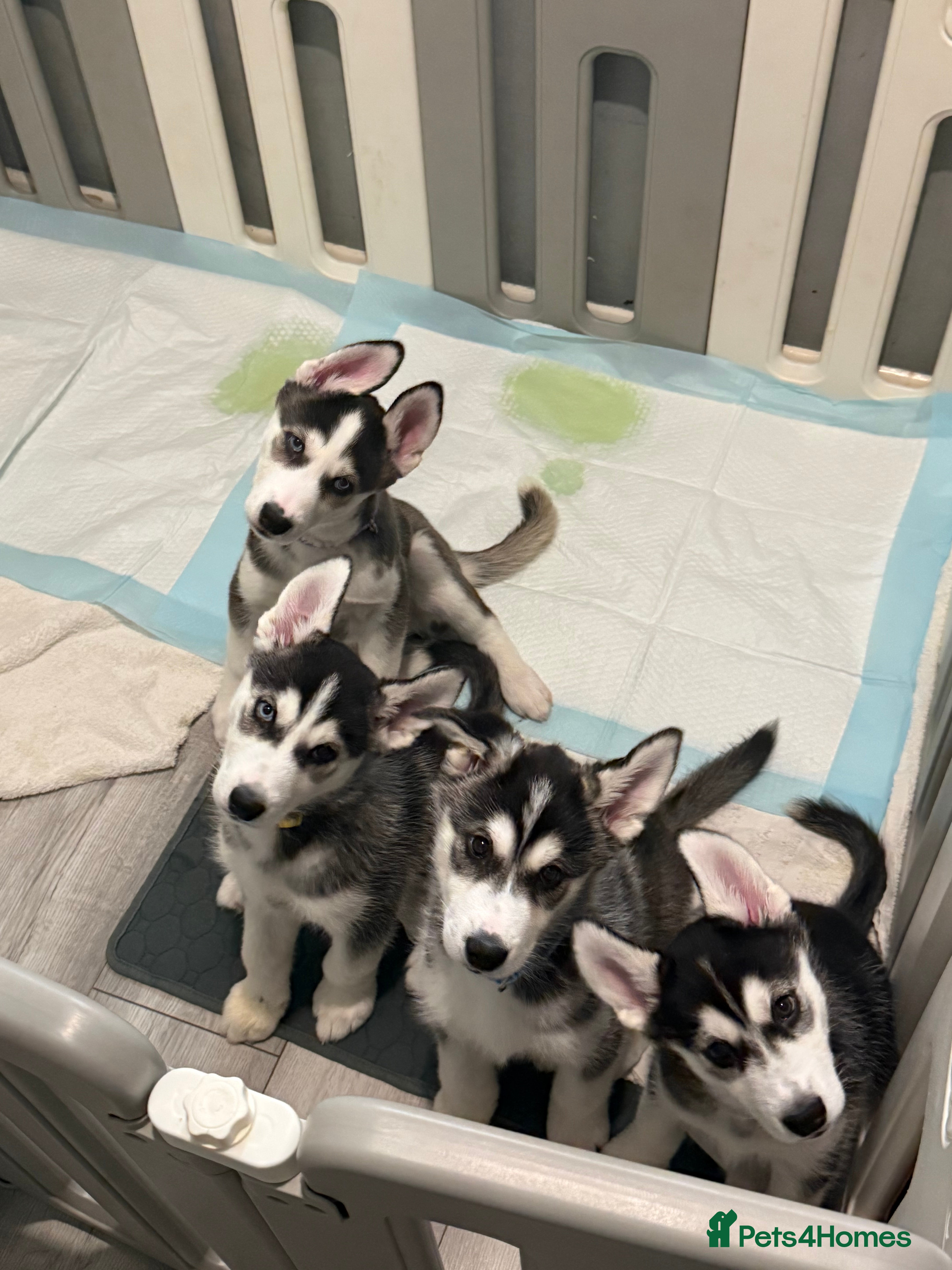 Siberian Husky dogs Strong Chunky Siberian Husky puppies - Advert 6