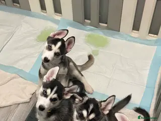 Siberian Husky dogs Strong Chunky Siberian Husky puppies - Advert 6