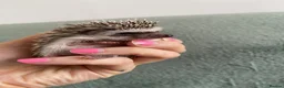 Pygmy Hedgehog rodents for sale: Ready now - Female Pygmy Hedgehog - Advert 18
