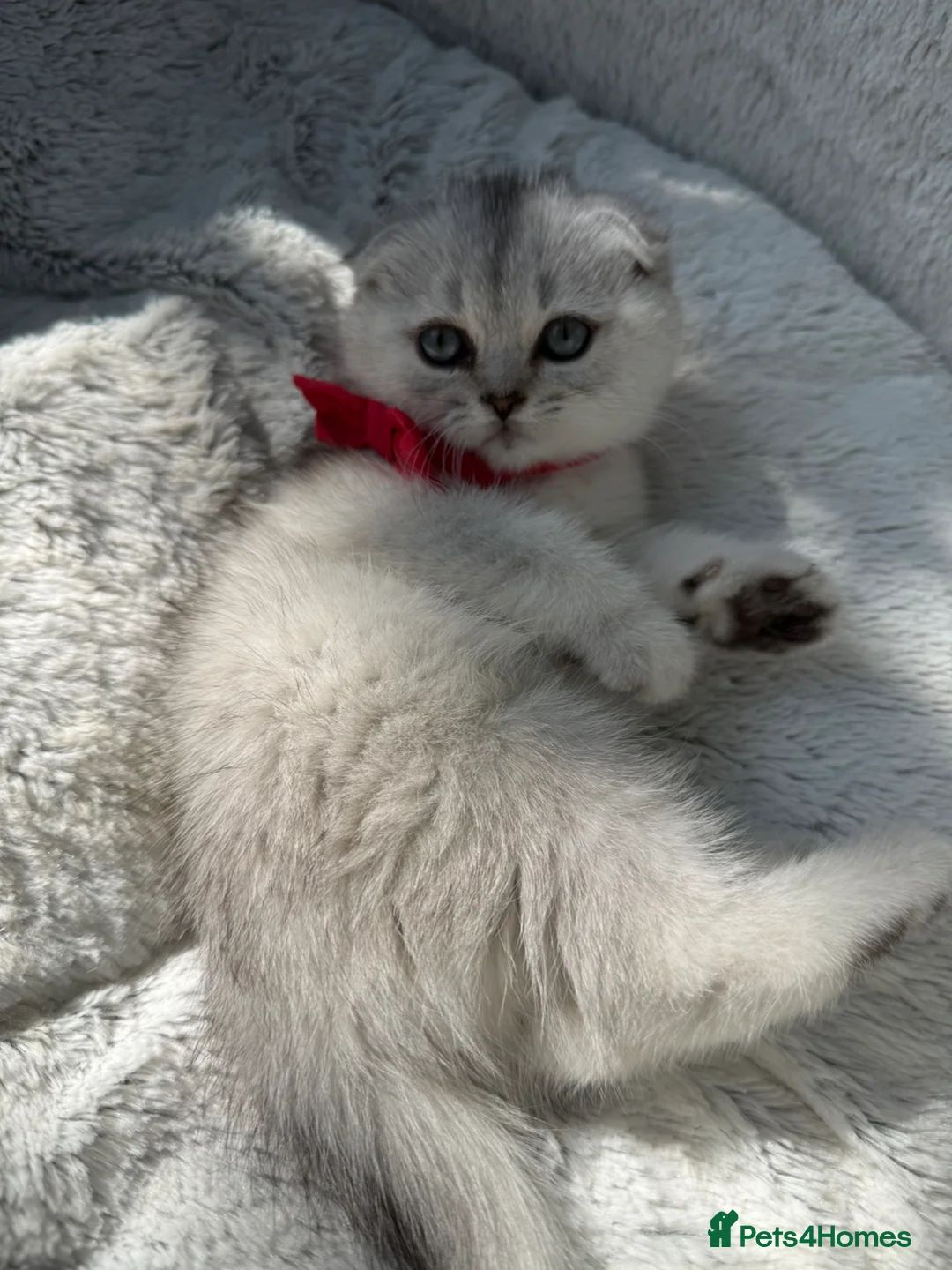 Scottish Fold cats for sale: Scottish fold - Advert 2