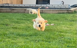Golden Retriever dogs for sale: Teddy Bear Goldies - Image 17