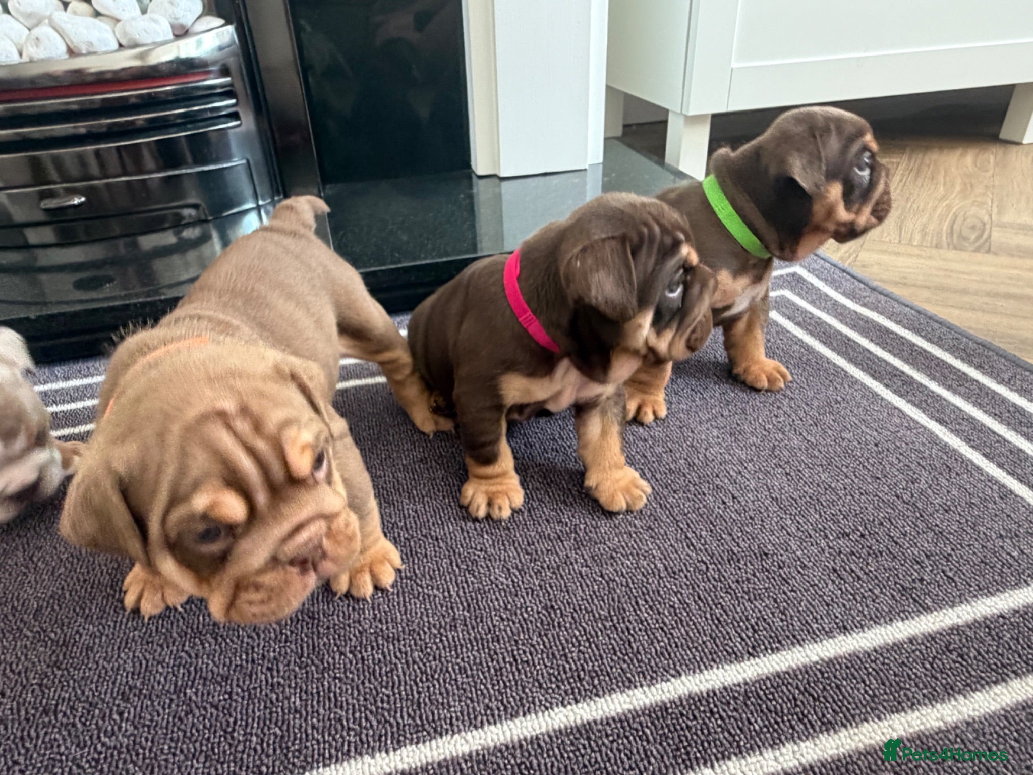 English Bulldog dogs English Bulldog puppies - Advert 6