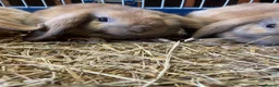 Mini Lop rabbits for sale: Adorable Mini Lop Baby Bunnies  - Advert 3